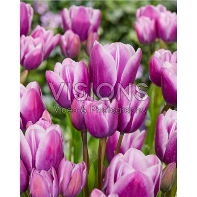 Тюльпан многоцветковый Перпл Элеганс 10 шт