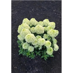 Гортензия метельчатая (Hydrangea paniculata `Summer Breeze`)	С 3