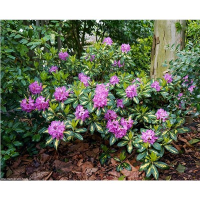Rhododendron 'Goldflimmer'	C4/P21 30-40 CM