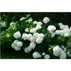 Гортензия древовидная (Hydrangea arborescens `Annabelle`)	С 3
