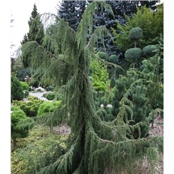 Juniperus communis 'Horstmann' 70-80 cm cont. 3,0L