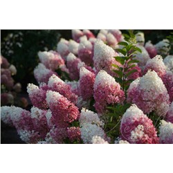 Гортензия метельчатая (Hydrangea paniculata `Strawberry Blossom`)	С 5