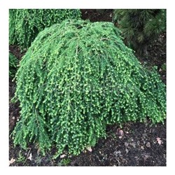 Tsuga canadensis 'Green Globe' ®	C3 25-30 cm