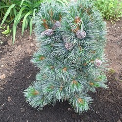 Pinus cembra 'Glauca'	C2 15-20