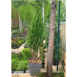 Juniperus scop. 'Blue Ivory'	C3 40-45 cm