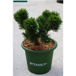 Pinus mugo 'Jakobsen'	D 3,7	20-25	( D- это литраж  горшка  )