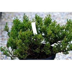 Juniperus communis 'Anna Maria' 15-20 cm cont. 2,0L