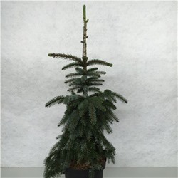 Picea omorika 'Pendula Bruns' 70-80 cm cont. 10L