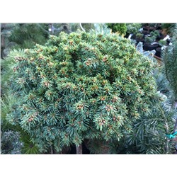 Picea abies 'Thumbelina' 30 cm stam cont. 4,0L