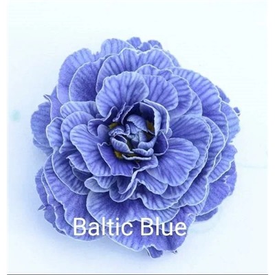 Примула Belarina Baltic Blue, 1 шт.