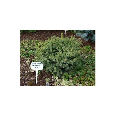 Picea pungens 'Montana Ave'  C5	15-25