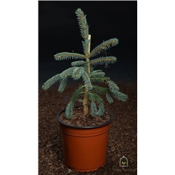 Picea mexicana 'Pervana' 4,0L 25-30 cm