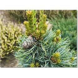 Pinus parviflora 'Bergman' 50-60 cm cont. 7,5L