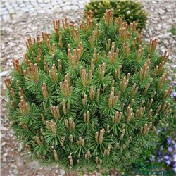 Pinus mugo 'Litomyśl'	C5	20-30