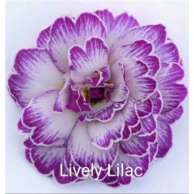 Примула Belarina Lively Lilac, 1 шт.