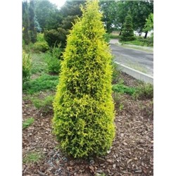 Juniperus communis 'Gold Cone'	C2 25-30 cm