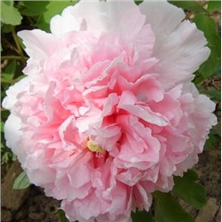 Paeonia tree Zhao fen (tube) Букет розовых гвоздик