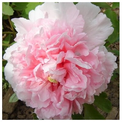 Paeonia tree Zhao fen (tube) Букет розовых гвоздик