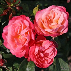 Rosa floribunda Enjoy