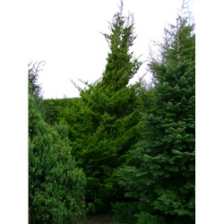 Juniperus chinensis 'Kaizuka' - C5 - 50/60