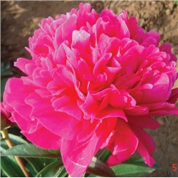 Paeonia herbaceous Hong Hua Yu Shuang (tube) Пион травянистый Рубиновый Свет