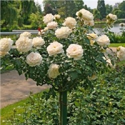 роза Lions Rose (штамб 80 см.)