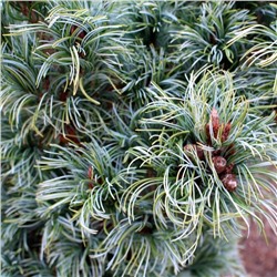 Pinus parv. 'Bonnie Bergman' 20-25 cm cont. 3,0L