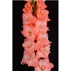 Гладиолус крупноцветковый Чех 22