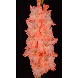 Гладиолус крупноцветковый Медовый Месяц