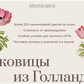 https://lukovica-opt.ru/ Продажа оптом голландских луковиц и корней от производителей