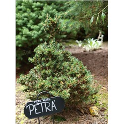 Picea abies 'Petra' 15-20 cm cont. 2,0L