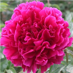 Paeonia herbaceous Wu Long Tan Hai (tube) Пион травянистый Священная Гора