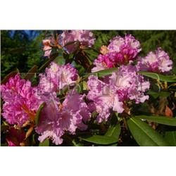 Rhododendron yakushimanum Caroline Allbrook