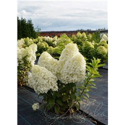 Гортензия метельчатая (Hydrangea paniculata `Bobo`)	    С 7,5