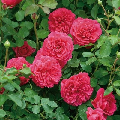 роза Sir John Betjeman (пакет 1 л.)