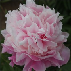 Paeonia herbaceous Xi Shi Fen (tube) Пион травянистый Щербет