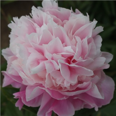 Paeonia herbaceous Xi Shi Fen (tube) Пион травянистый Щербет