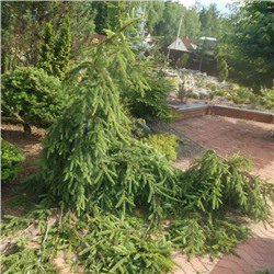 Ель Picea abies Loreley C12 40-50