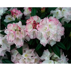 Rhododendron hybriden Brigitte 25-30 см