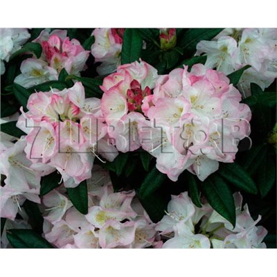 Rhododendron hybriden Brigitte 25-30 см