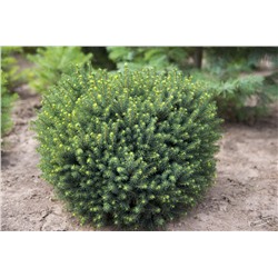 Picea omorika 'Karel'	C3 25-30 cm