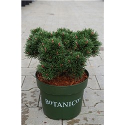 Pinus mugo 'Sherwood Compact'	D 4	L 20-25