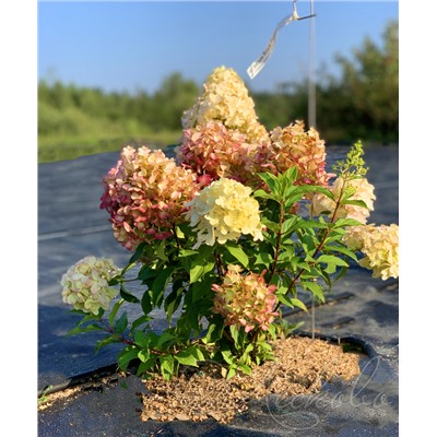 Гортензия метельчатая (Hydrangea paniculata `Royal Flower`)	С 3