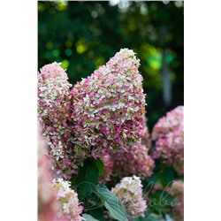 Гортензия метельчатая (Hydrangea paniculata `Royal Flower`)	С 3