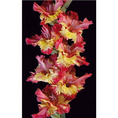 Гладиолус крупноцветковый Чебурашка