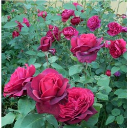 роза Gräfin Diana (штамб 80 см.)