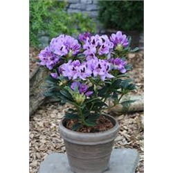 Rhododendron 'Metallica'	C 6	30-40