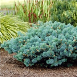 Picea pungens 'Sonia' 25-30 cm cont. 3,0L