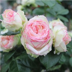 Rosa tea hybrid Biedermeier Garden
