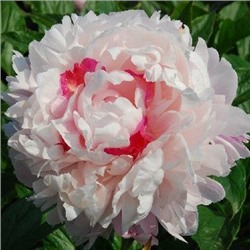 Paeonia herbaceous Fen Chi Jin Yu (tube) Пион травянистый Весенний Снег